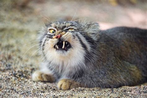 pallas cat animal for sale.